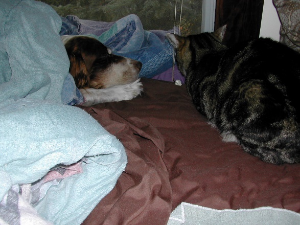 Untzag and Vehrzheen on David's bed.